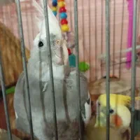 طوطی عروس نر ماده مولد