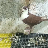 کرباتی سرخ ماده