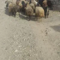 گوسفند و بز آبستن کرمانشاه هرسین روستای بابازید