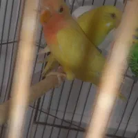 طوطی برزیلی|پرنده|بوئین زهرا, |دیوار