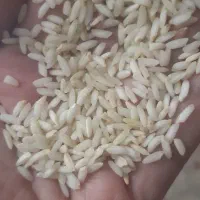 برنج عنبربو طراوت|خوردنی و آشامیدنی|اصفهان, مفتح|دیوار