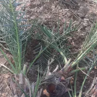 پاجوش برحی و بریم|گل و گیاه طبیعی|باوی, |دیوار