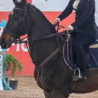 اسب|اسب و تجهیزات اسبسواری|ملارد, |دیوار