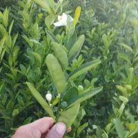 انواع نهال مرکبات و فسیل خرما و درخت زینتی