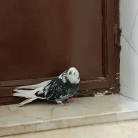 کفتر سرور|پرنده|قم, شهر قائم|دیوار