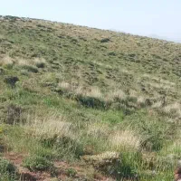 میش و بره معاوضه با ماشین