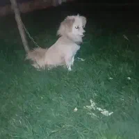 سگ اشپیتز ماده