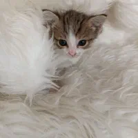 واگذاری بچه گربه