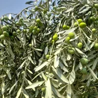 کارگر ساده|استخدام صنعتی، فنی، مهندسی|کرج, مصباح|دیوار