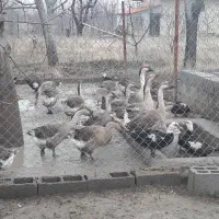 تخم مرغ و تخم قوغاز