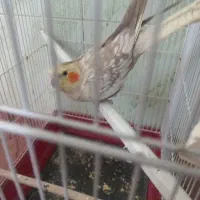 عروس هلندی ماده