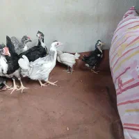 جوجه گلین|حیوانات مزرعه|قزوین, |دیوار