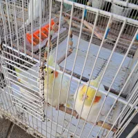 عروس هلندی لوتینو مولد دو جفت با دو جوجه|پرنده|قرق, |دیوار