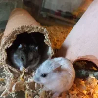 یک جفت همستر روسی(مولد)