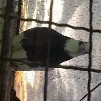 سرخ کاکلی رسمی طوقی سبز