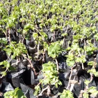 نهال انگور  ترکمن ۴/بلک سیدلیس