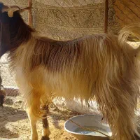 سارین پاکستانی دوساله داشتی نسل عالی|حیوانات مزرعه|آبدانان, |دیوار