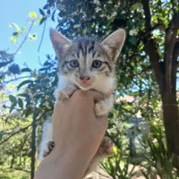 یک گربه سالم خوش رنگ