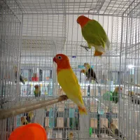 کوتوله عروس گرینچیک کاسکو خورشیدی یووینگ فیشر|لوازم جانبی حیوانات|مشهد, کشف|دیوار