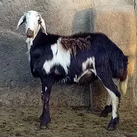 6عددبره نر پلنگی