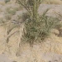 جونگ فروشی جاگردونی و کوچیک|گل و گیاه طبیعی|نرماشیر, |دیوار