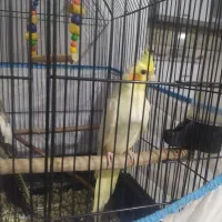 عروس هلندی|پرنده|حویق, |دیوار