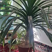 گل چتری|گل و گیاه طبیعی|ملایر, |دیوار