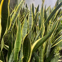 حراج به علت تغییر شغل|گل و گیاه طبیعی|ساری, |دیوار