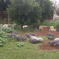 مرغ شاخدار|حیوانات مزرعه|قائم‌شهر, |دیوار