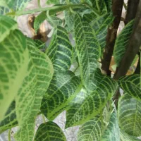 درخت گردو|گل مصنوعی|تویسرکان, |دیوار