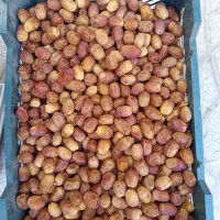 قصب زاهدی از باغات شهرستان فراشبند فارس|خوردنی و آشامیدنی|فراشبند, |دیوار