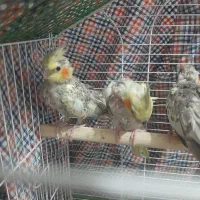 دوعدد جوجه عروس گل باقالی