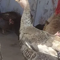 بوقلمون برنز محلی ماده و نر  کبودرآهنگ
