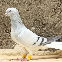 سبزدم سفیدبیزککیل مهرمهر ماده