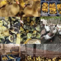 فروش جوجه غاز و اردک خارجی