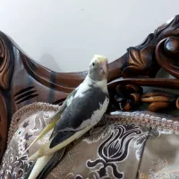 عروس هلندی گم شده