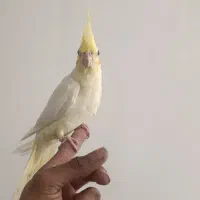 عروس هلندی لوتینو