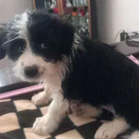 واگذاری|سگ|پرند, فاز ۶|دیوار