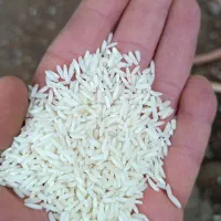 برنج هاشمی بشرط پخت 315