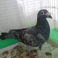 کبوتر|پرنده|گتوند, |دیوار