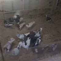 ۱۵عدد کبوتر رنگی پرشی|پرنده|قزوین, |دیوار