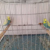 یک جفت مرغ عشق ریمبو مولد به شرط