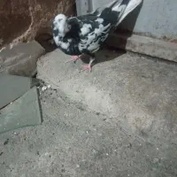 کبوتر|پرنده|بابا حیدر, |دیوار