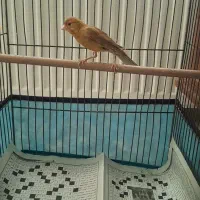 قناری نر شتری سرخ