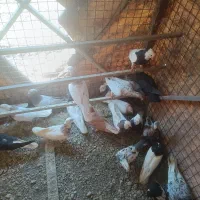 کبوتر پرشی