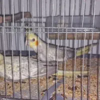 جفت جوان