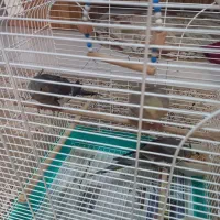 طوطی عروس هلندی|پرنده|سنگر, |دیوار