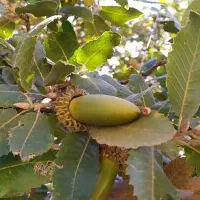 کاشت بلوط در زاگرس