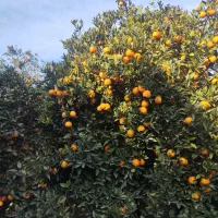 پرتقال تامسون برگ دار درجه یک