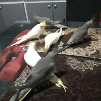 فروش عروس هلندی دو ماهه منصفانه